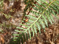 Metriolagria affinis