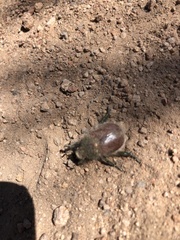 Paracotalpa