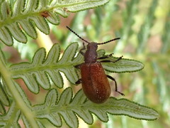 Metriolagria affinis