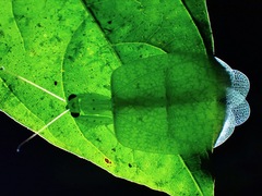 Epsomantis tortricoides