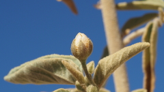 Horsfordia newberryi