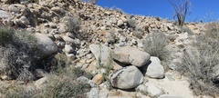Horsfordia newberryi