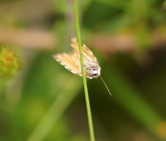Paracochylis amoenana