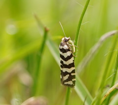 Paracochylis amoenana
