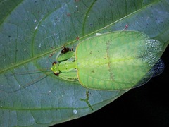 Epsomantis tortricoides