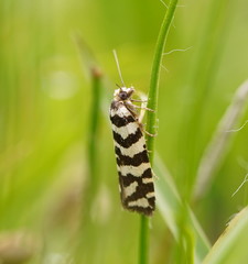 Paracochylis amoenana