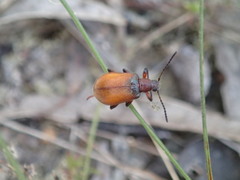 Metriolagria affinis