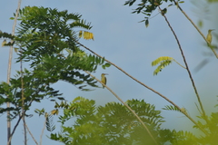 Arachnothera chrysogenys