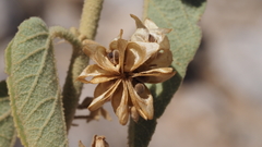 Horsfordia newberryi