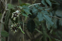 Millettieae
