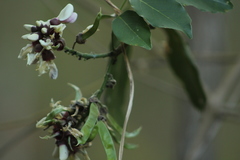Millettieae