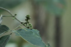 Millettieae
