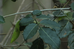 Millettieae