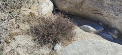 Ayenia compacta