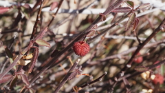 Ayenia compacta
