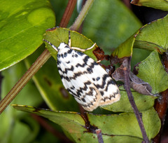 Hectobrocha multilinea