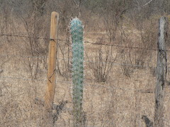 Pachycereus tepamo