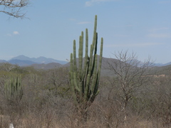 Stenocereus quevedonis