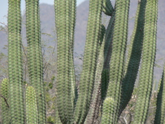 Stenocereus quevedonis