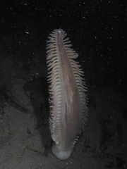 Sarcoptilus grandis