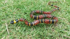 Pliocercus elapoides