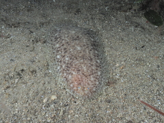 Aseraggodes lenisquamis