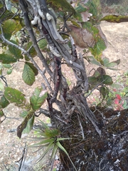 Epidendrum radioferens