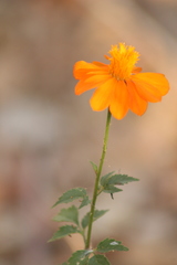 Adenophyllum aurantium