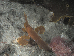 Cristiceps aurantiacus