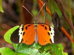 Heliconius numata