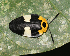Eushelfordia pica