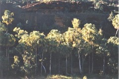 Livistona mariae