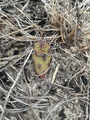 Opuntia drummondii