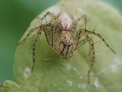 Oxyopes