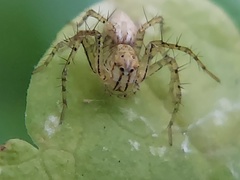 Oxyopes