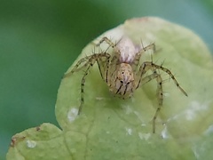 Oxyopes