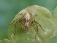 Oxyopes