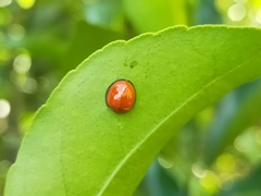 Chilocorus circumdatus