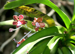 Vanda