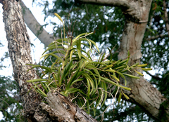 Vanda