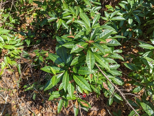 Ardisia image