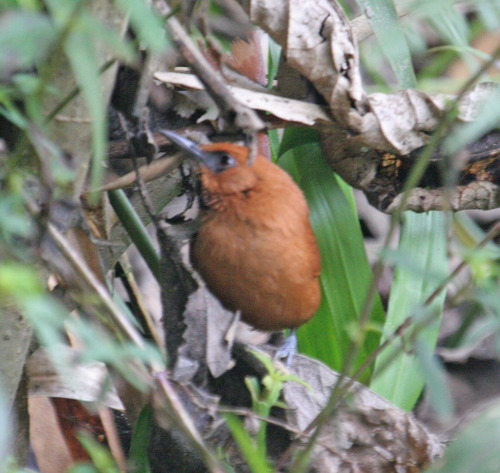 Black-throated Spinetail (Synallaxis castanea)
