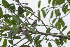 Pericrocotus cantonensis