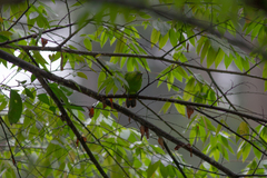 Chloropsis sonnerati