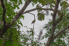 Alophoixus ochraceus