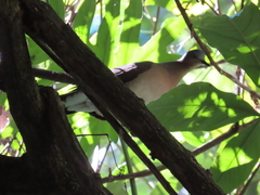 Leptotila plumbeiceps