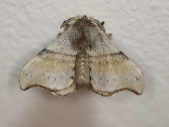 Panacela syntropha