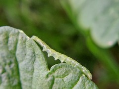 Lepidoptera