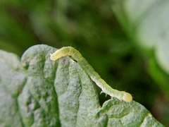 Lepidoptera