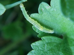 Lepidoptera